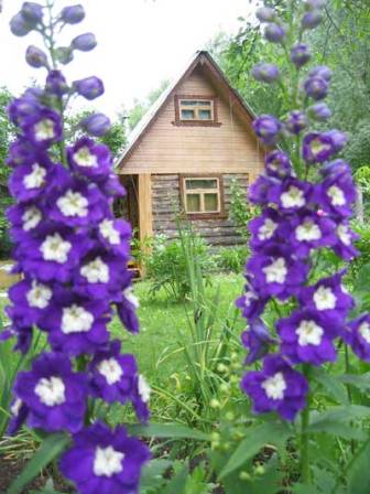 многолетние многолетние