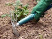 Мульчирование осенью мульчирование