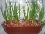 Готовимся ко второму урожаю огород дома