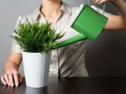 Особенности домашнего полива культур полив