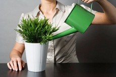 полив полив