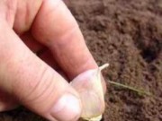 Осенняя посадка культур center