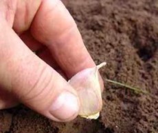 Осенняя посадка культур center