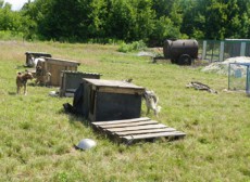 приют собаки приют собаки