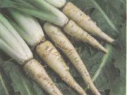 Цикорий – готовимся к сезону витаминов цикорий