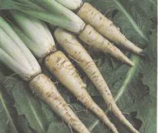 Цикорий – готовимся к сезону витаминов цикорий