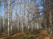 Страна победившего беспредела березовая роща