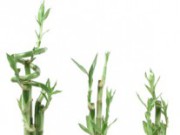 Бамбук дома – просто и оригинально бамбук