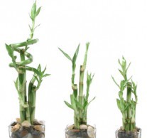 Бамбук дома – просто и оригинально бамбук