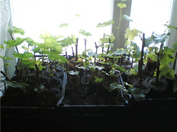 виноград дома