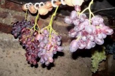 виноград дома