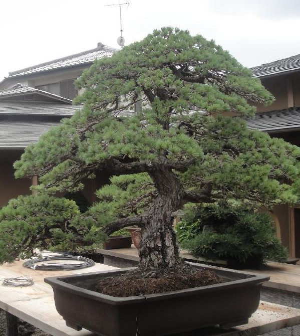 дерево в контейнере