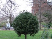 Экзотические растения в контейнере дерево в контейнере