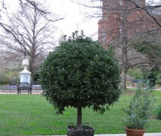 Экзотические растения в контейнере дерево в контейнере