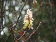 Каштаны зацвели снова каштаны цветут