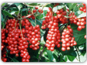 Китайская лиана – целебный экзот китайский лимонник