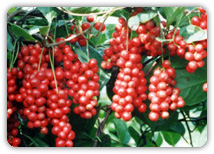 китайский лимонник