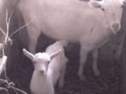 Заботимся про коз в холодную пору коза зима