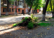 коммунальщики пни