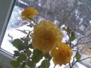 Особенности ухода за комнатными растениями зимой комнатные растения