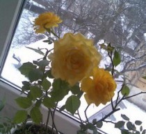 Особенности ухода за комнатными растениями зимой комнатные растения