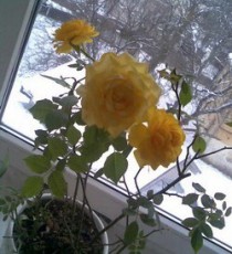 комнатные растения