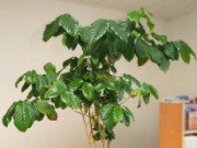 Экзотическое украшение интерьера – кофейное дерево кофейное дерево