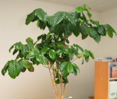 Экзотическое украшение интерьера – кофейное дерево кофейное дерево