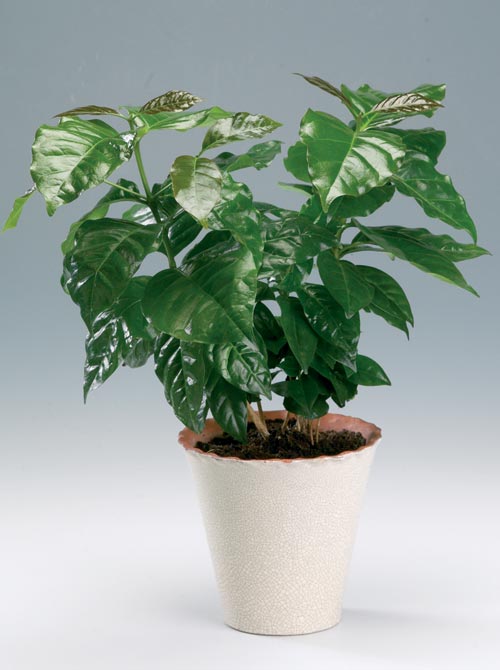 кофейное дерево