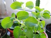 Мелисса – лекарственное растение на подоконнике мелиса