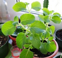 Мелисса – лекарственное растение на подоконнике мелиса