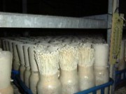 Выращиваем зимний опенок дома опята дома