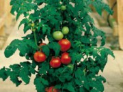 Выращиваем томаты на балконе помидоры дома