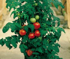 Выращиваем томаты на балконе помидоры дома