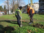 Проспект Ленина обещают озеленить посадка деревьев