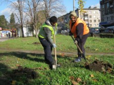 посадка деревьев