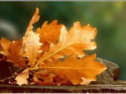 Осень для садовода сад осень