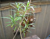 Теветия – летний теплый лучик в холодную пору теветия