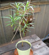 Теветия – летний теплый лучик в холодную пору теветия