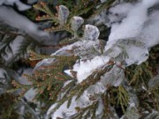 Уход за туей в зимнее время туя