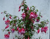 Фуксия – королева горшков фуксия