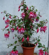 Фуксия – королева горшков фуксия