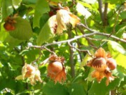 Осенняя посадка фундука фундук