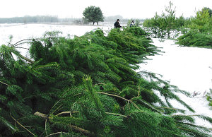 Под Днепродзержинском объявились «новогодние» браконьеры