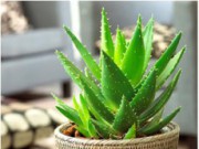 Алоэ – особенный подход к особенному растению алоэ