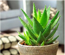Алоэ – особенный подход к особенному растению алоэ