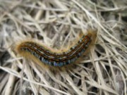 Последний удар по вредителям перед морозами вредители