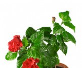 Китайская роза – древнее и красивейшее комнатное растение китайская роза