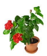 Китайская роза – древнее и красивейшее комнатное растение китайская роза