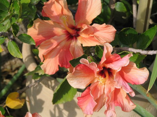 китайская роза